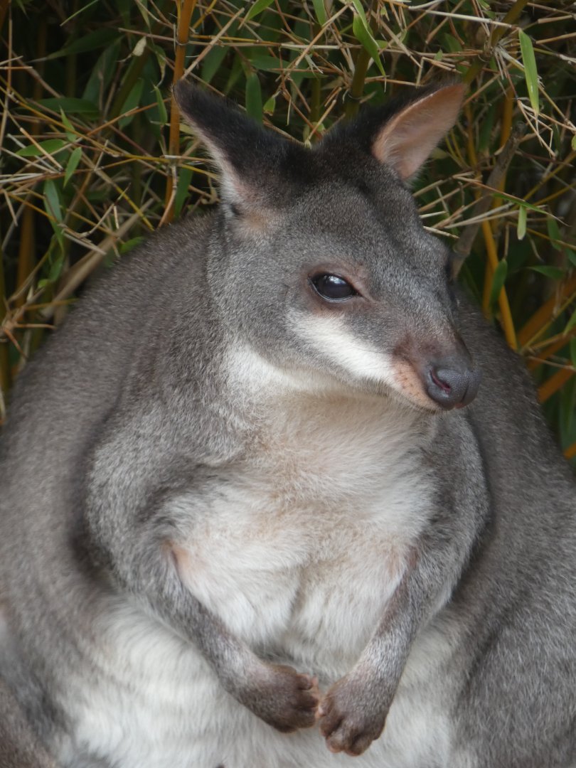 Dusky Pademelon