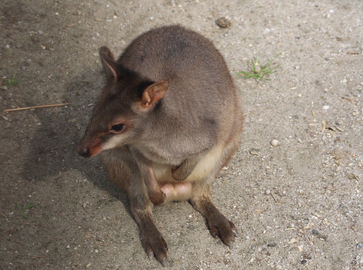 Dusky pademelon