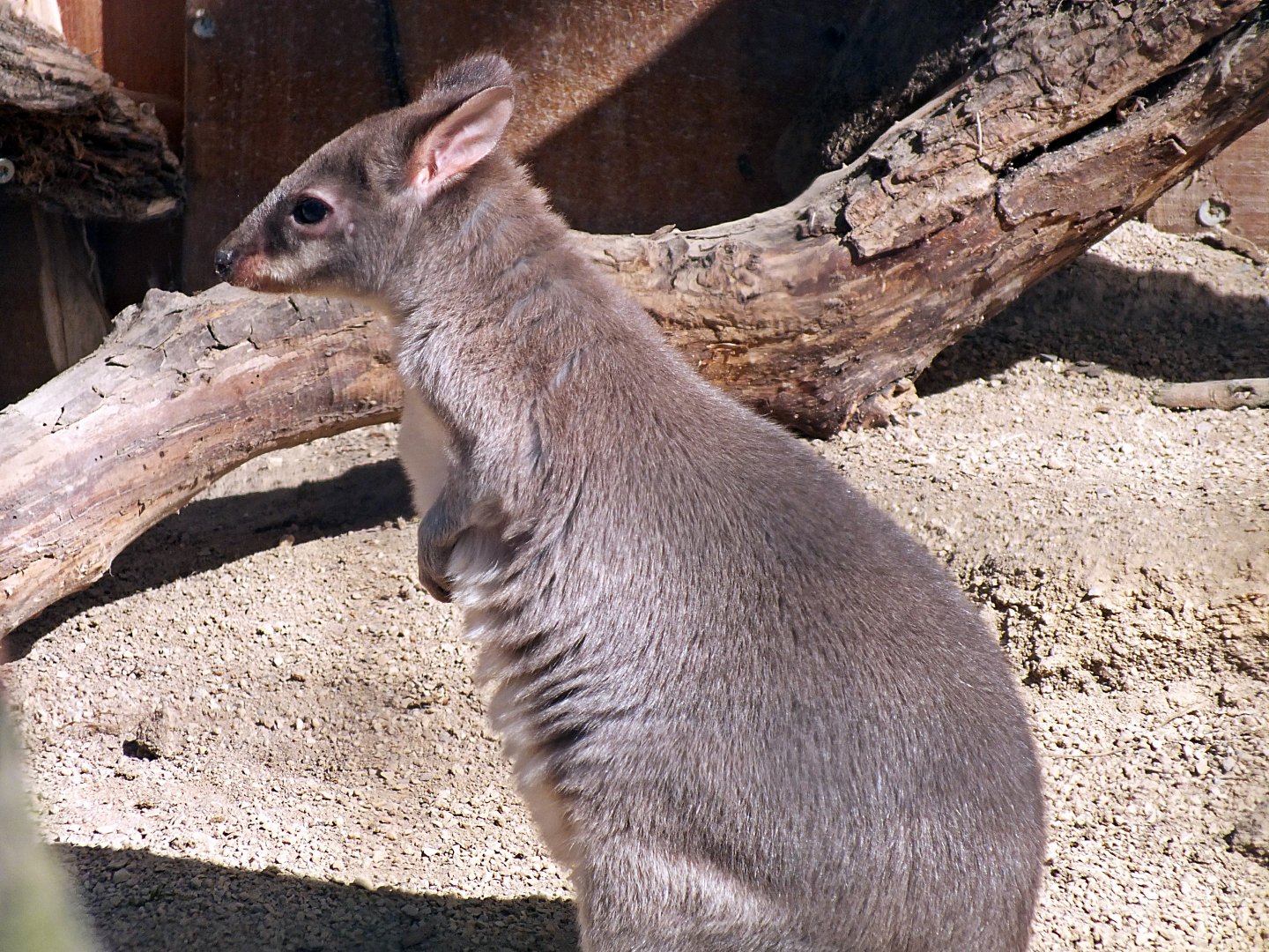Dusky pademelon