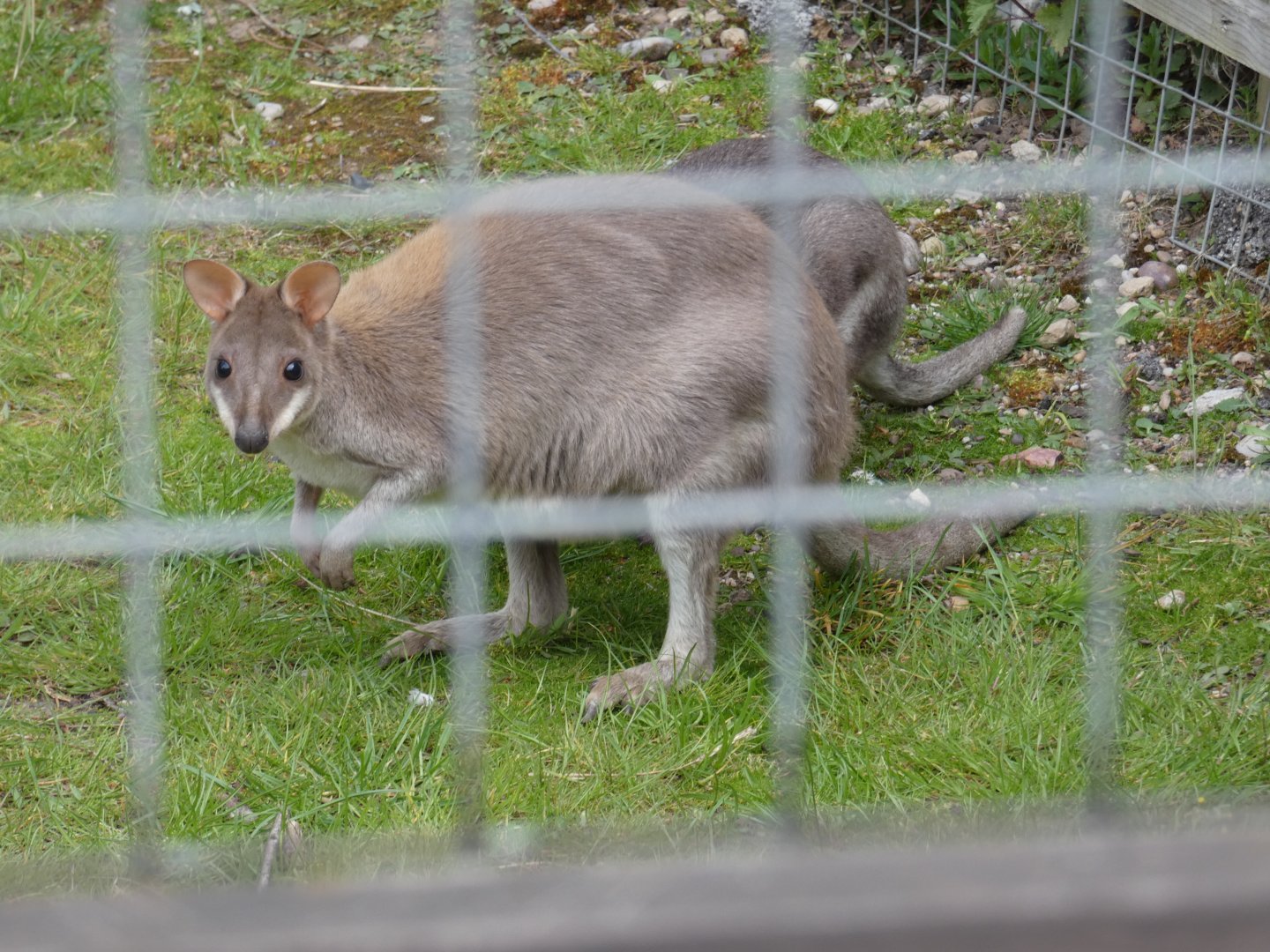Dusky pademelon