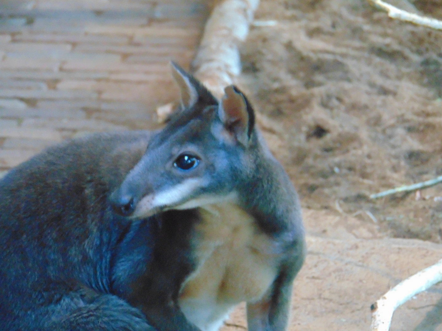 Dusky Pademelon
