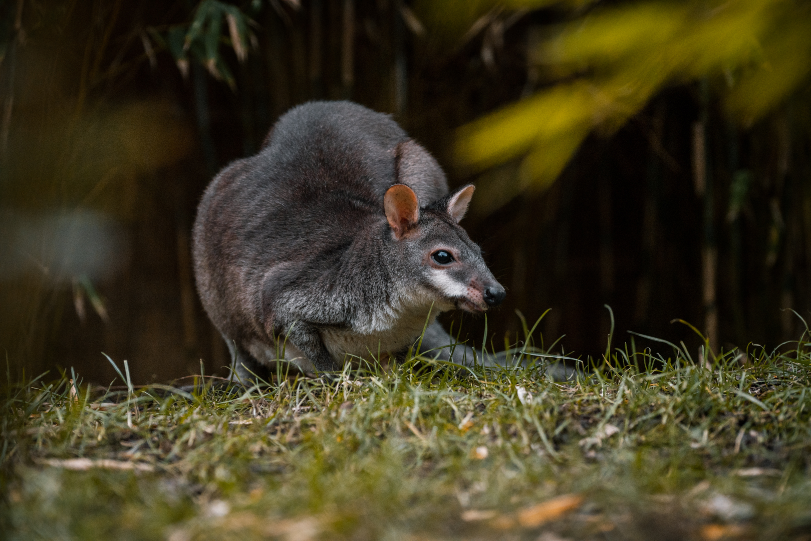 Dusky Pademelon