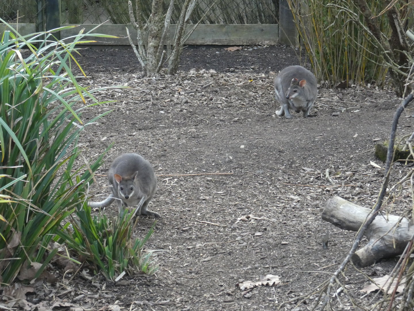 Dusky pademelon