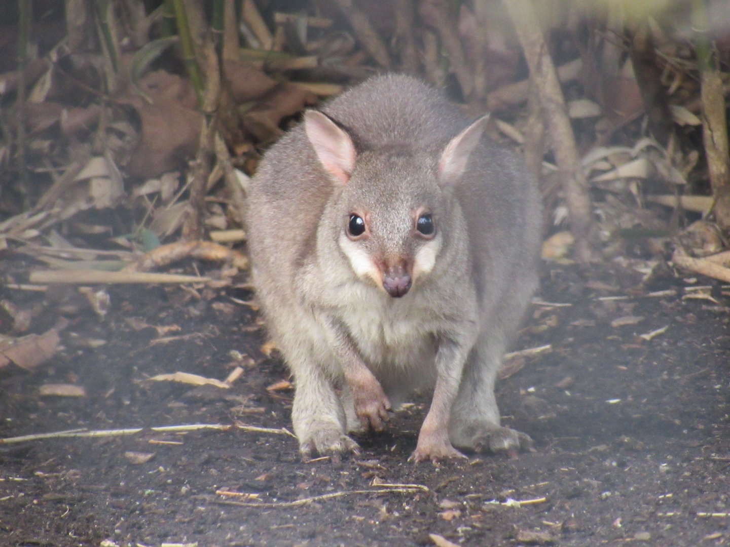 Dusky Pademelon