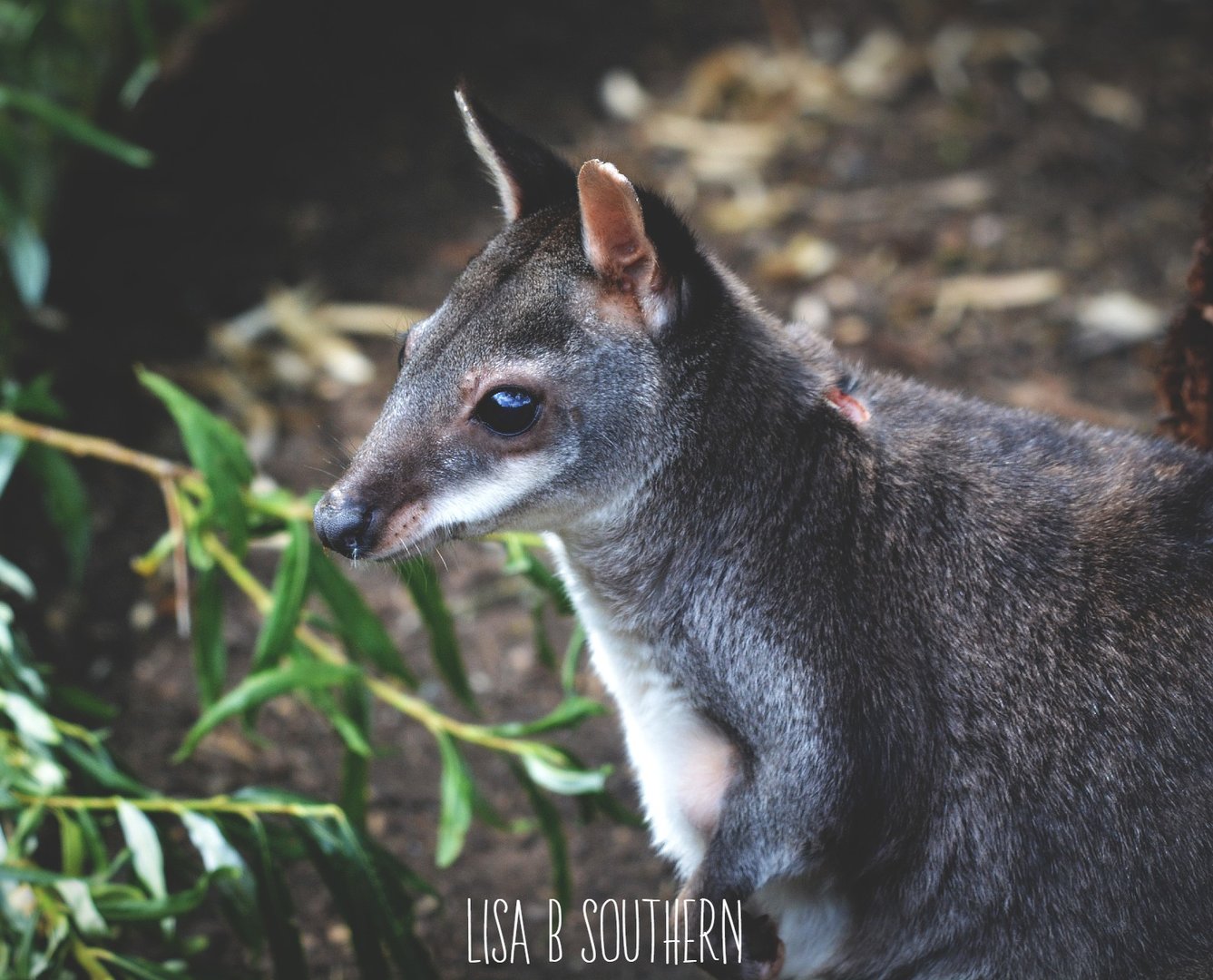 Dusky Pademelon