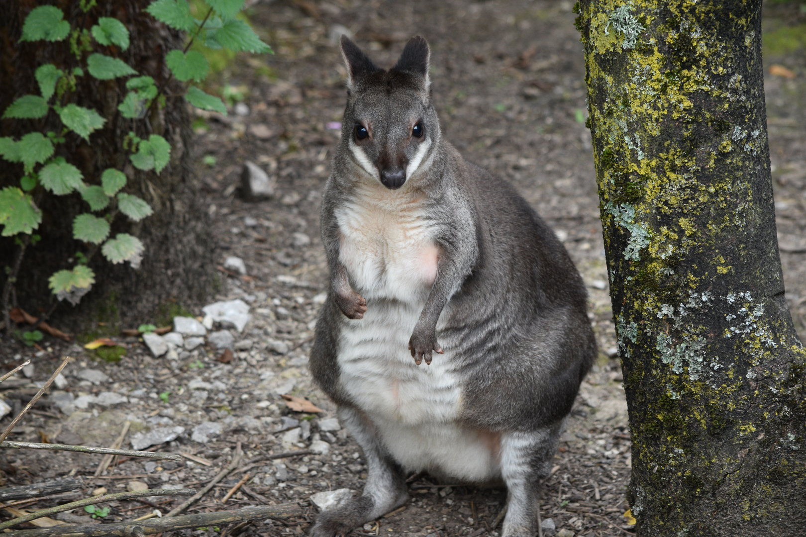 Dusky Pademelon
