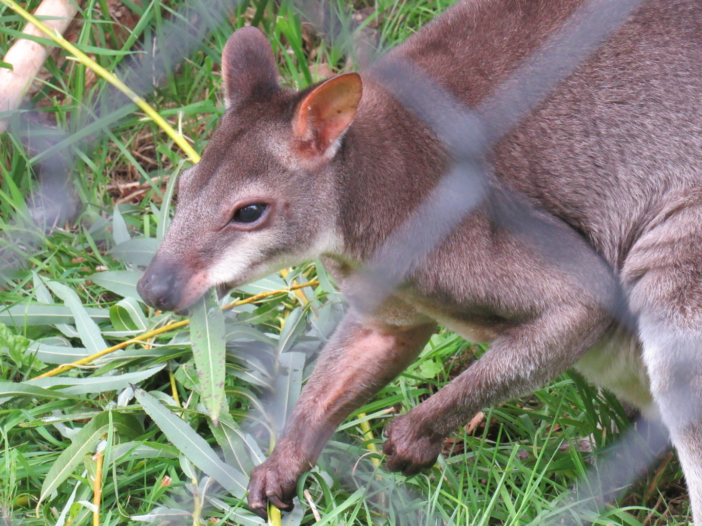 Dusky Pademelon