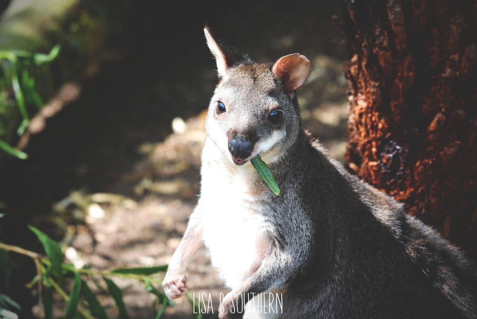 Dusky Pademelon