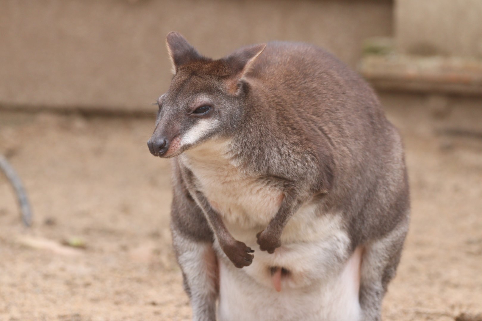 Dusky Pademelon