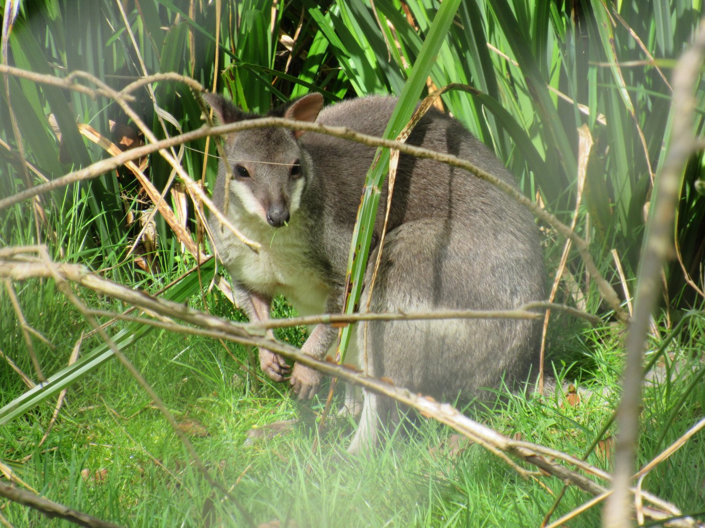 Dusky pademelon