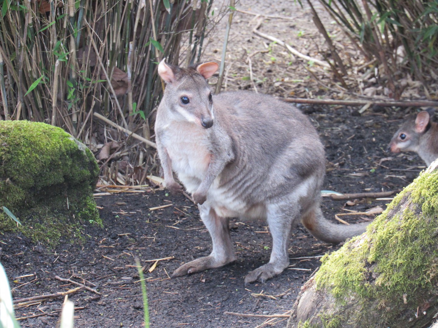 Dusky pademelon