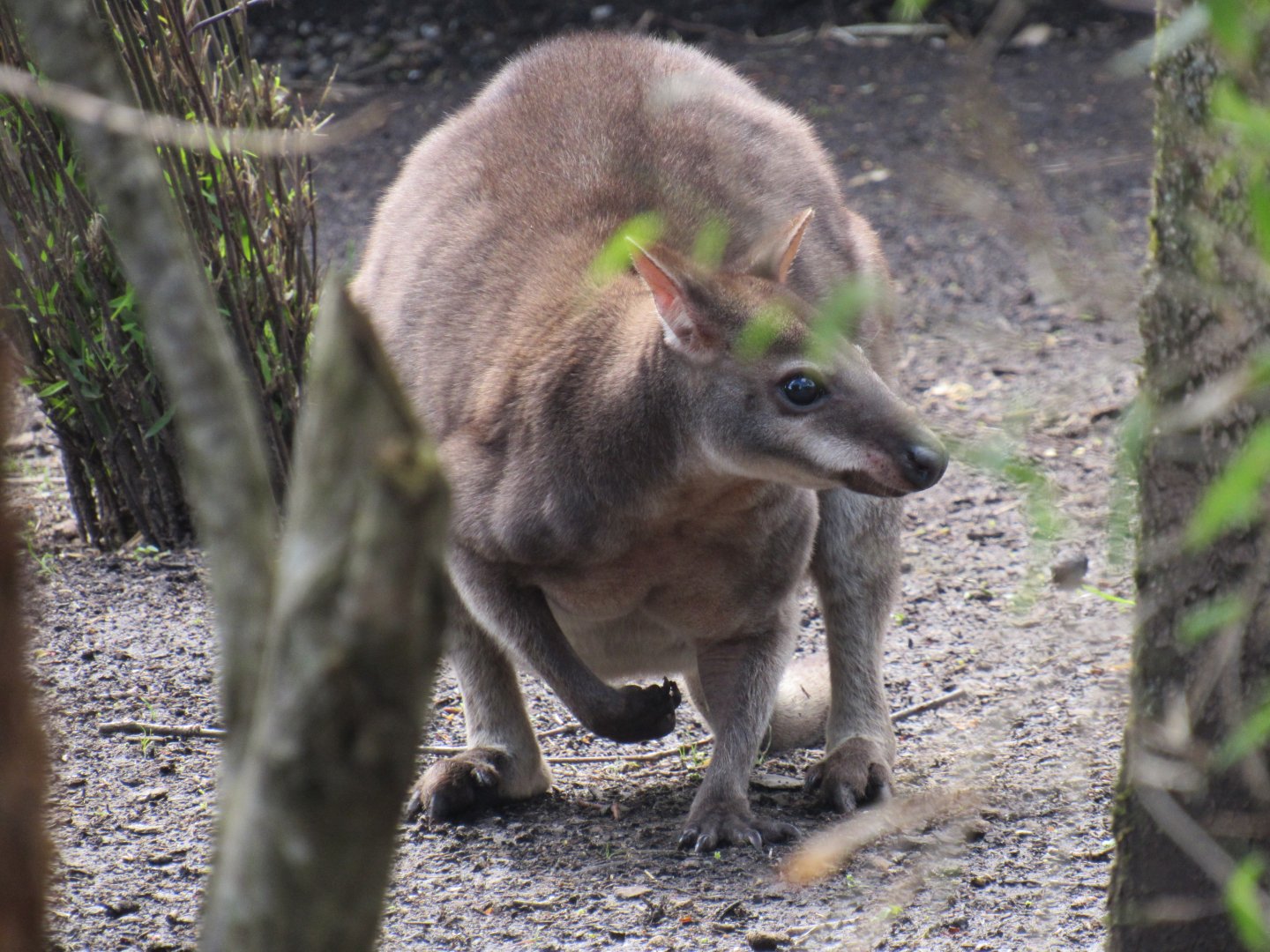 Dusky pademelon