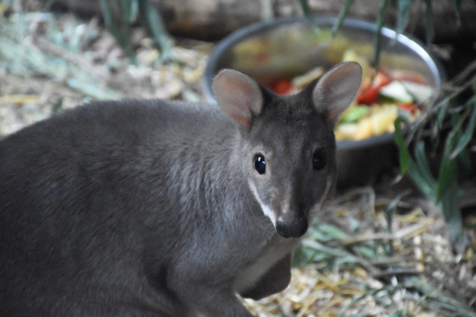 Dusky pademelon