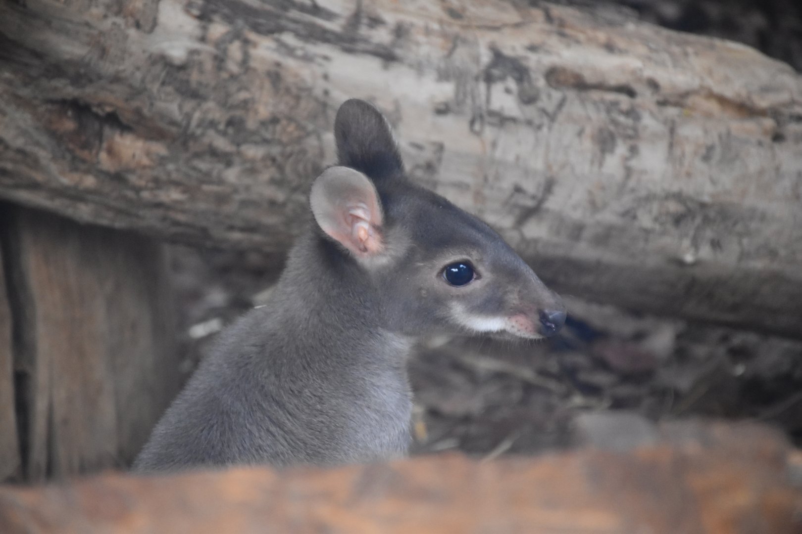 Dusky pademelon