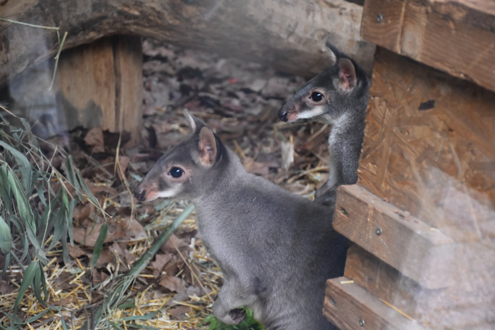 Dusky pademelon