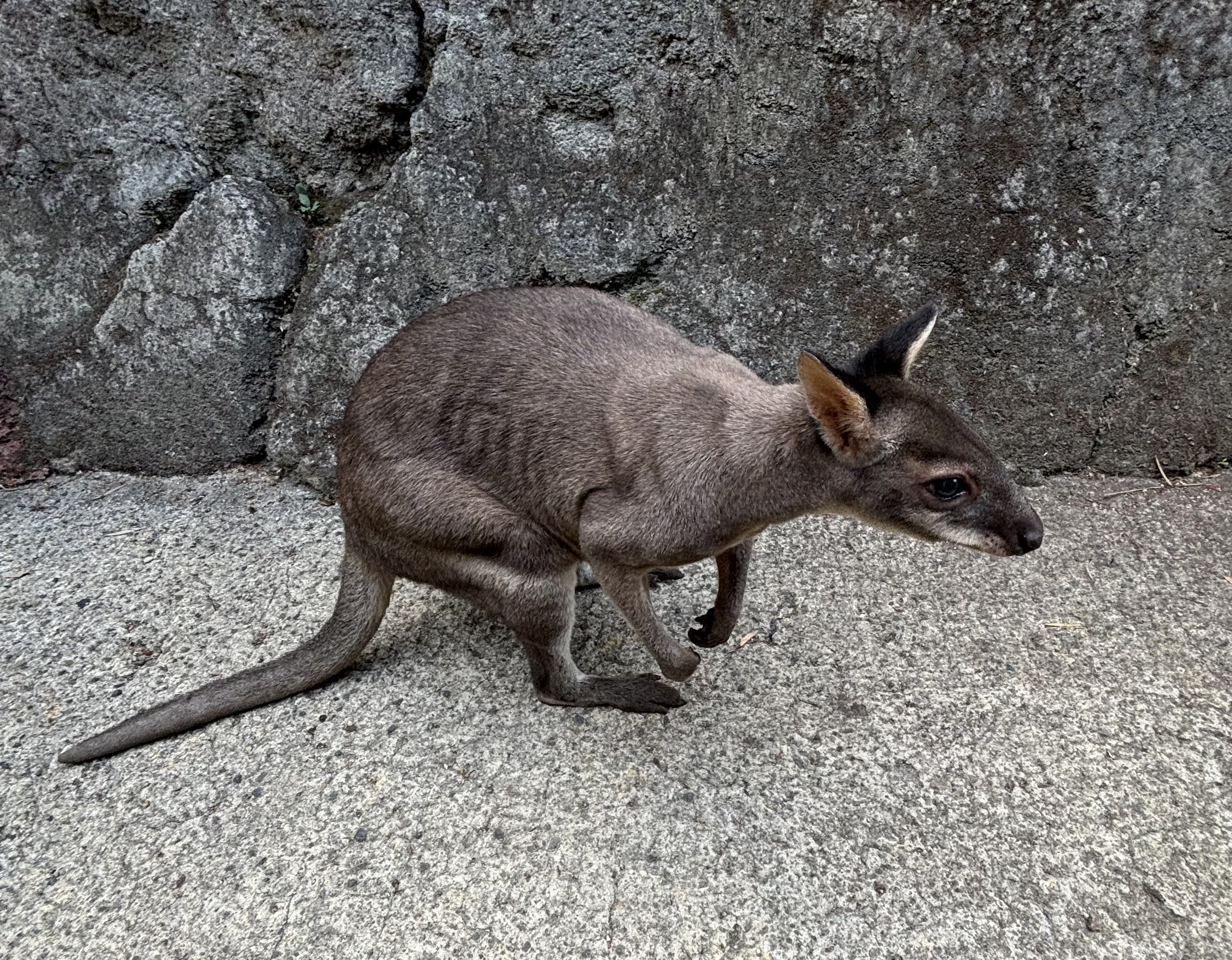 Dusky Pademelon