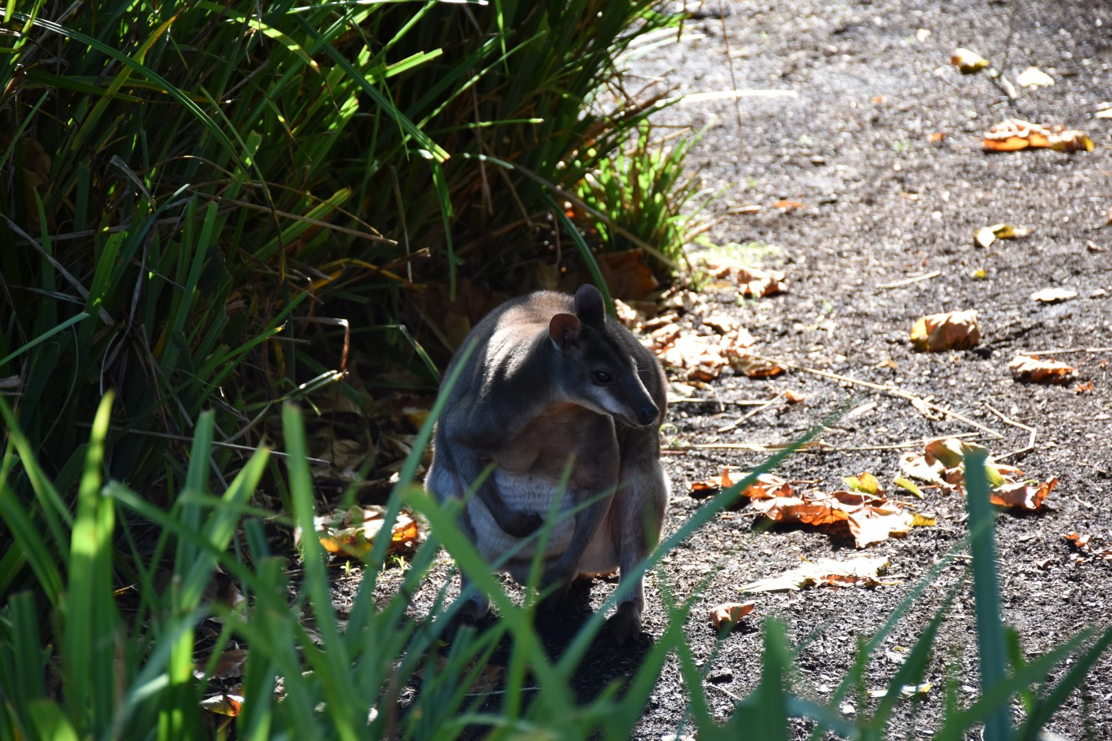 Dusky pademelon
