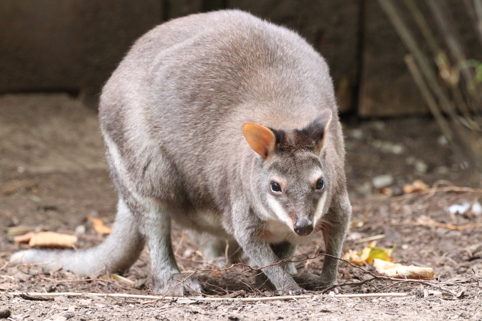 Dusky Pademelon