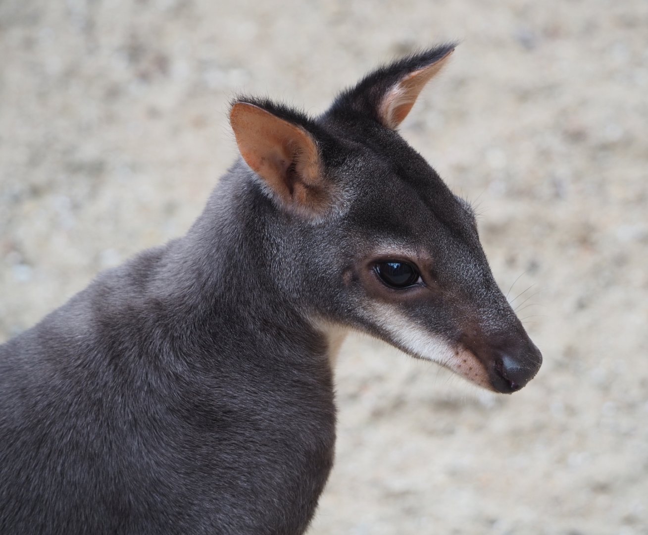 Dusky pademelons (Thylogale brunii), 2021-07-03