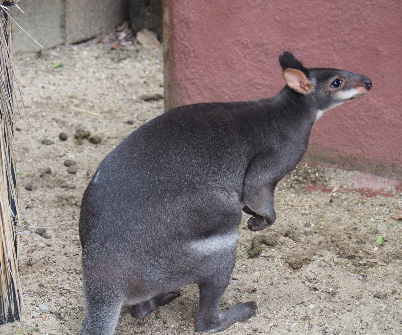 Dusky pademelons (Thylogale brunii), 2021-07-03