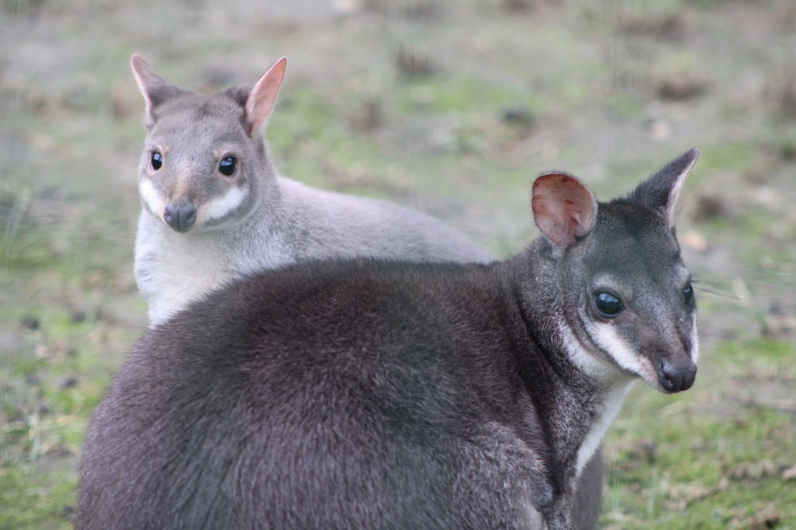 Dusky Pademelons (Thylogale brunii)