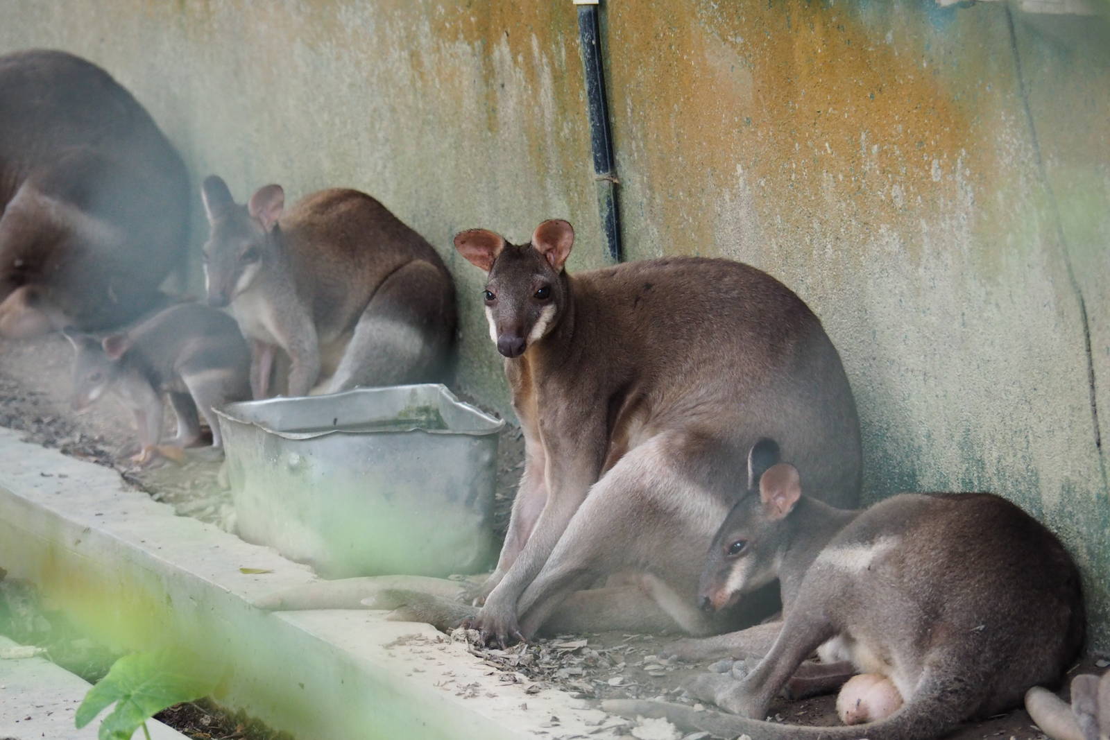 Dusky Pademelons - Zoo Negara Jan 2016
