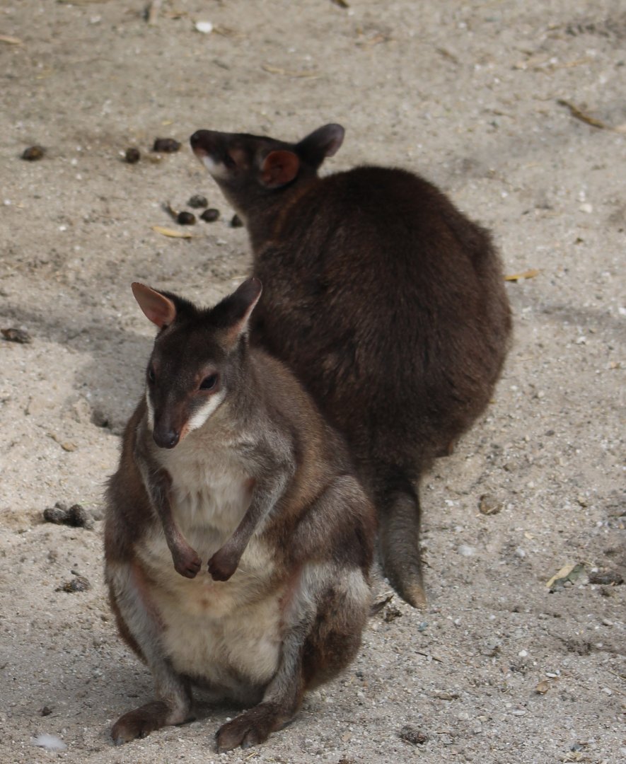 Dusky pademelons