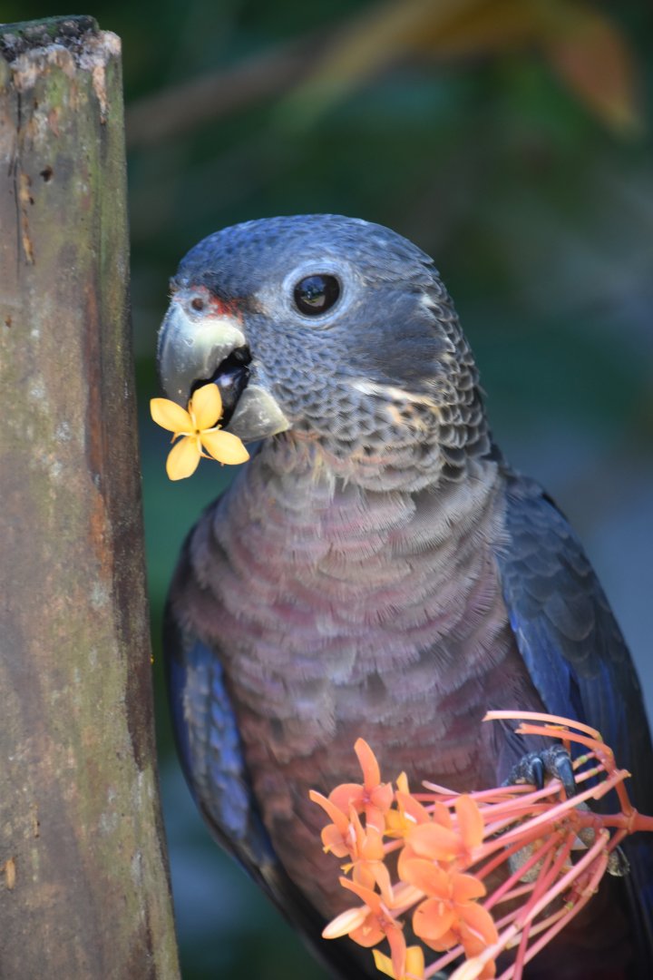 Dusky parrot (and flower), Pionus fuscus