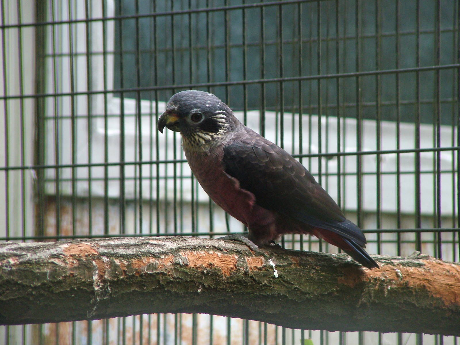 Dusky Parrot at NOP, Veldhoven 16/05/09