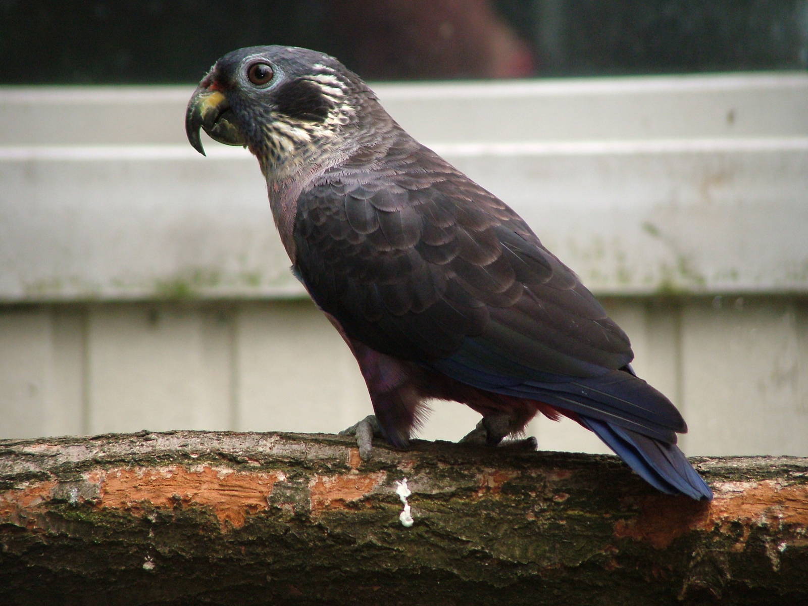 Dusky Parrot at NOP, Veldhoven 16/05/09