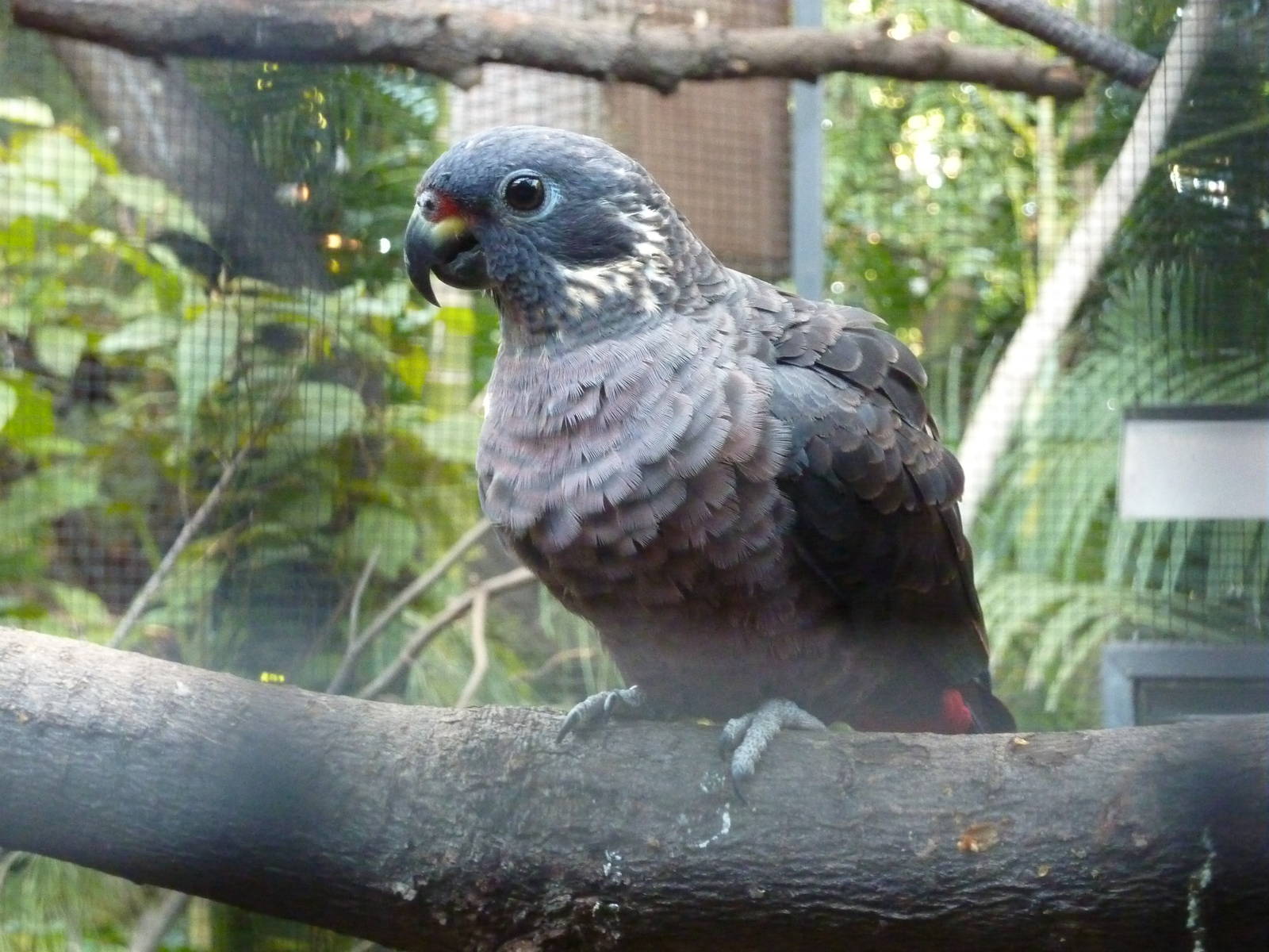 Dusky parrot, December 2012