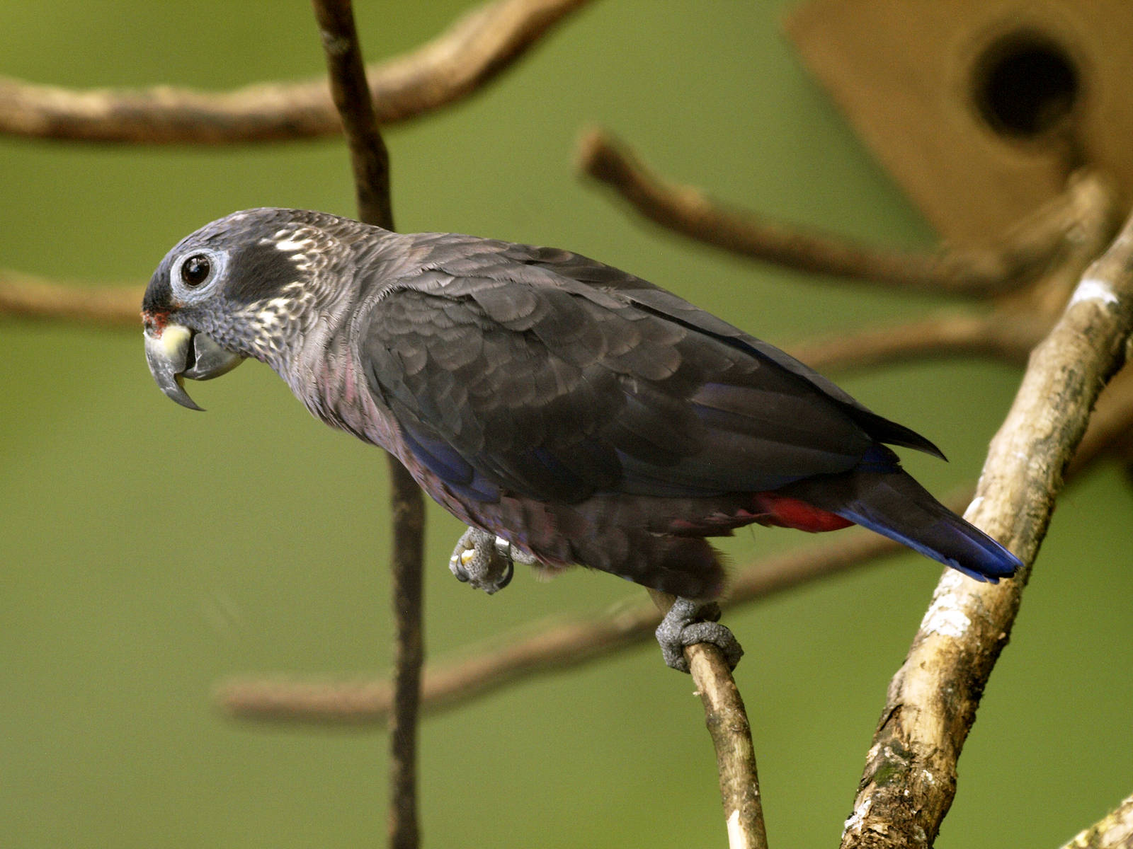 Dusky Parrot (Pionus fuscus)