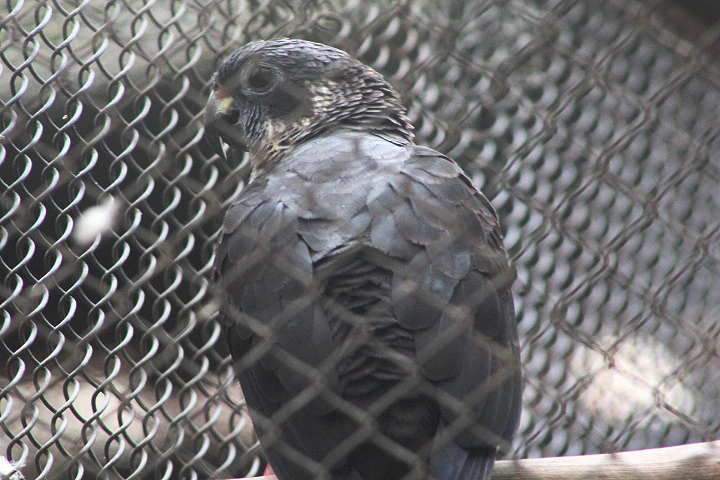 Dusky parrot (Pionus fuscus)