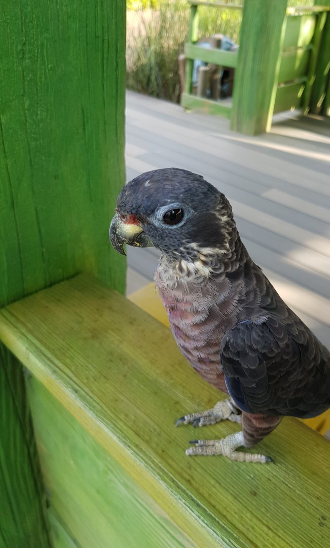 Dusky Pionus