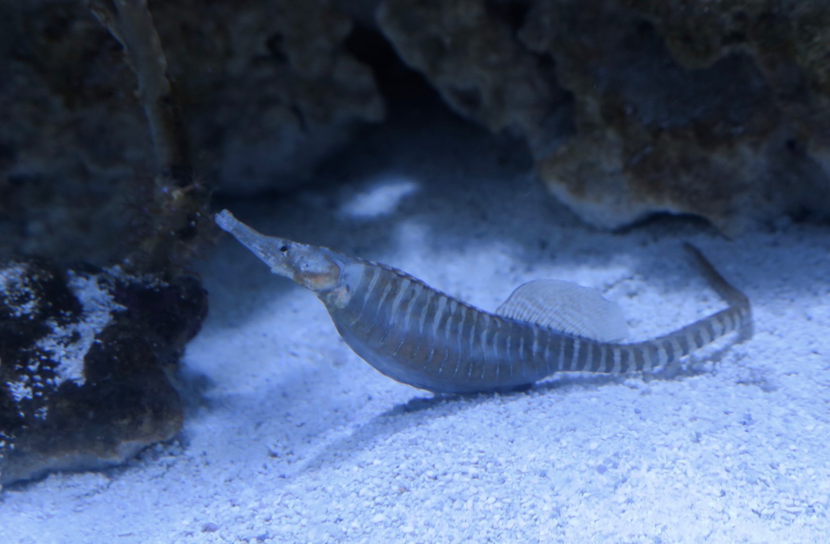 Dusky Pipefish (Syngnathus floridae)