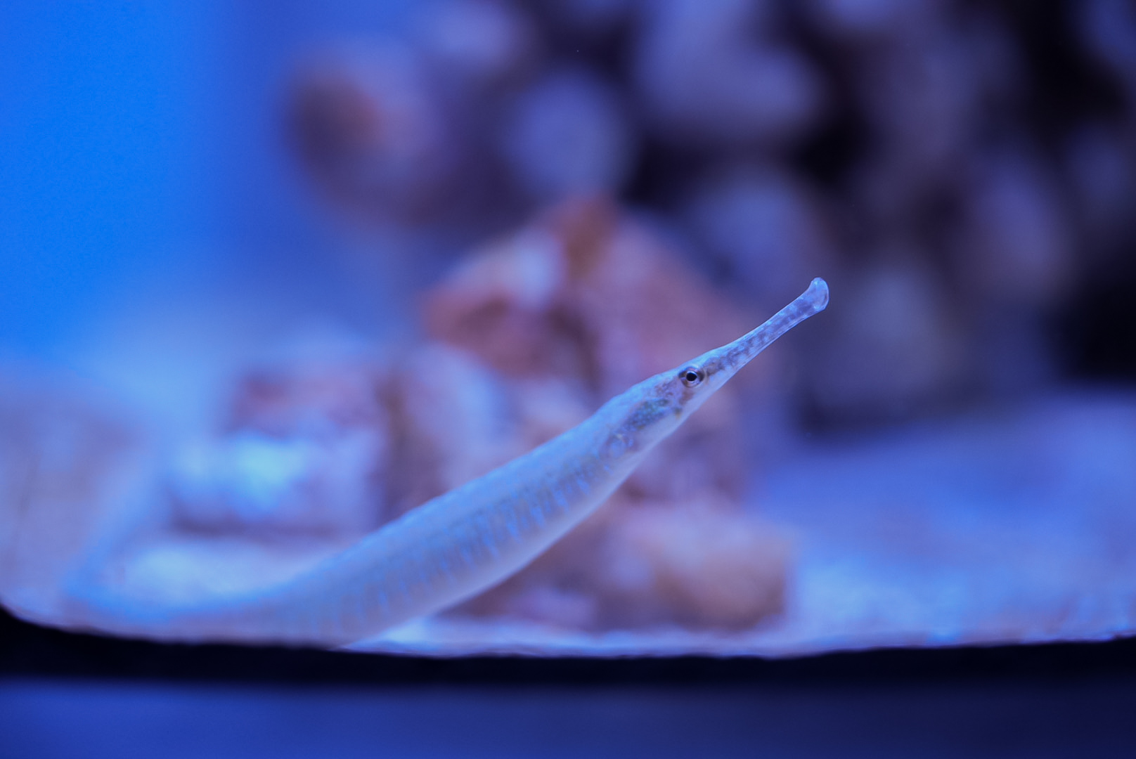 Dusky Pipefish