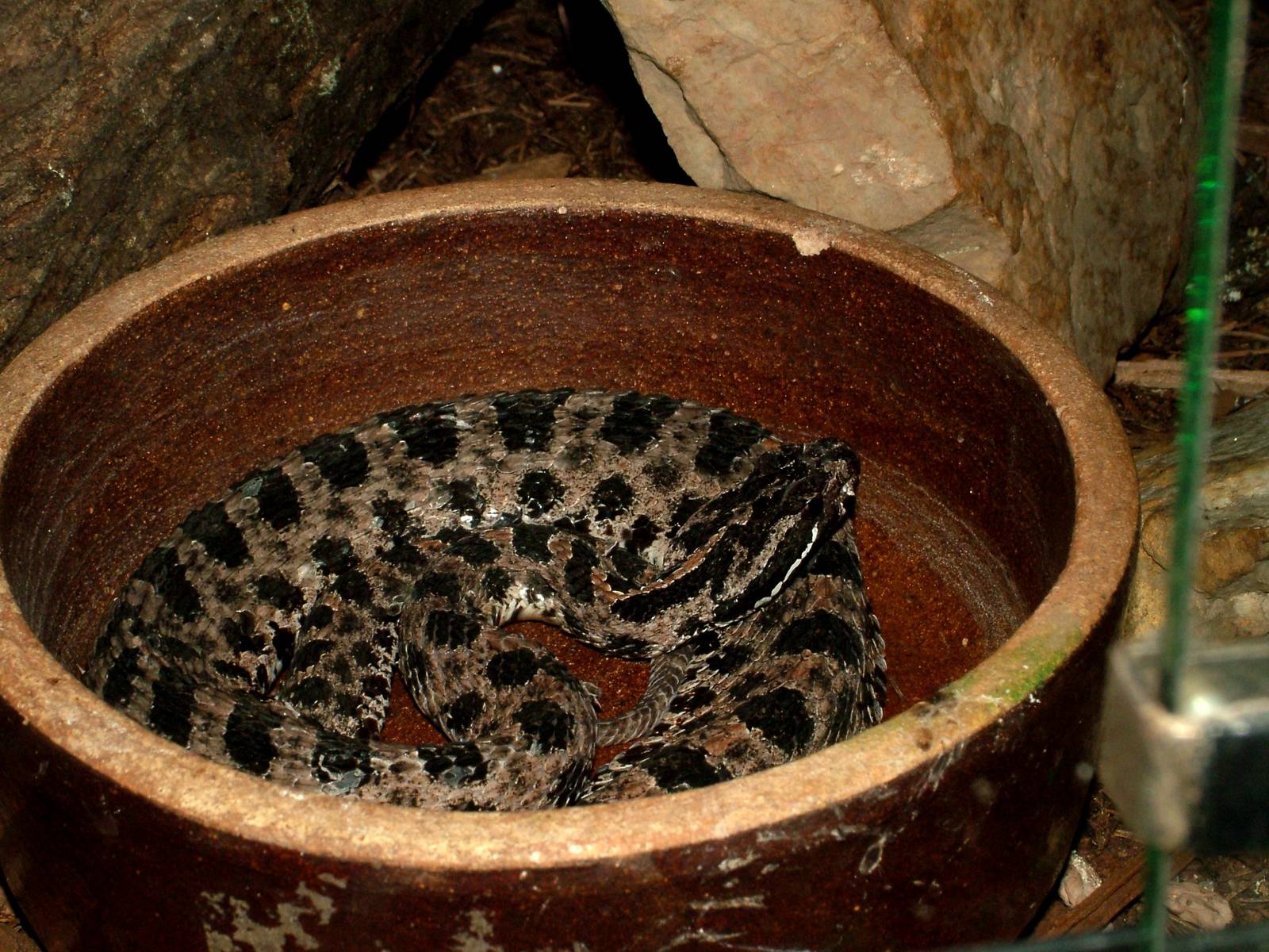 Dusky Pygmy Rattlesnake at Prague Terrarium, 26/08/12