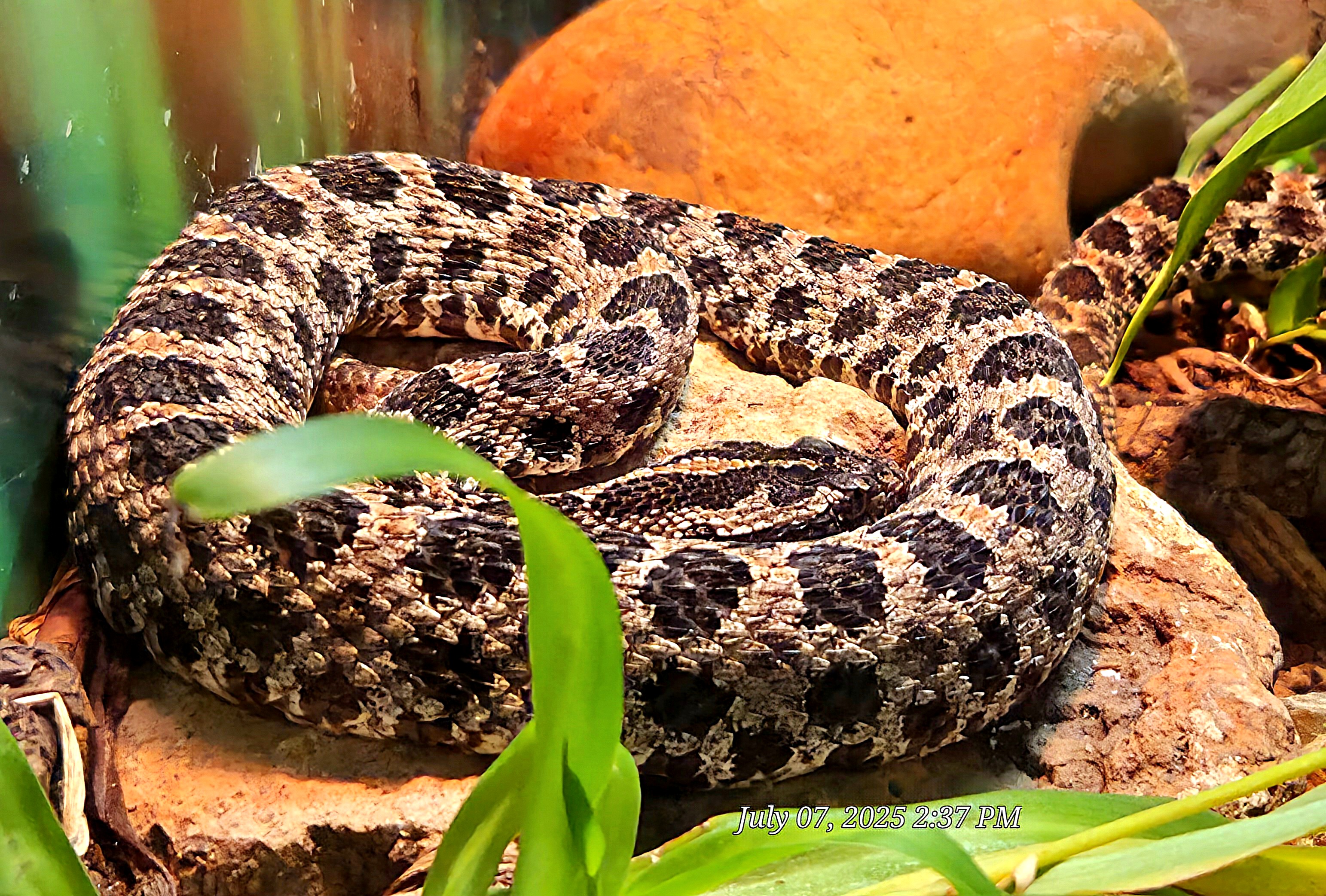 Dusky Pygmy Rattlesnake-July 2025