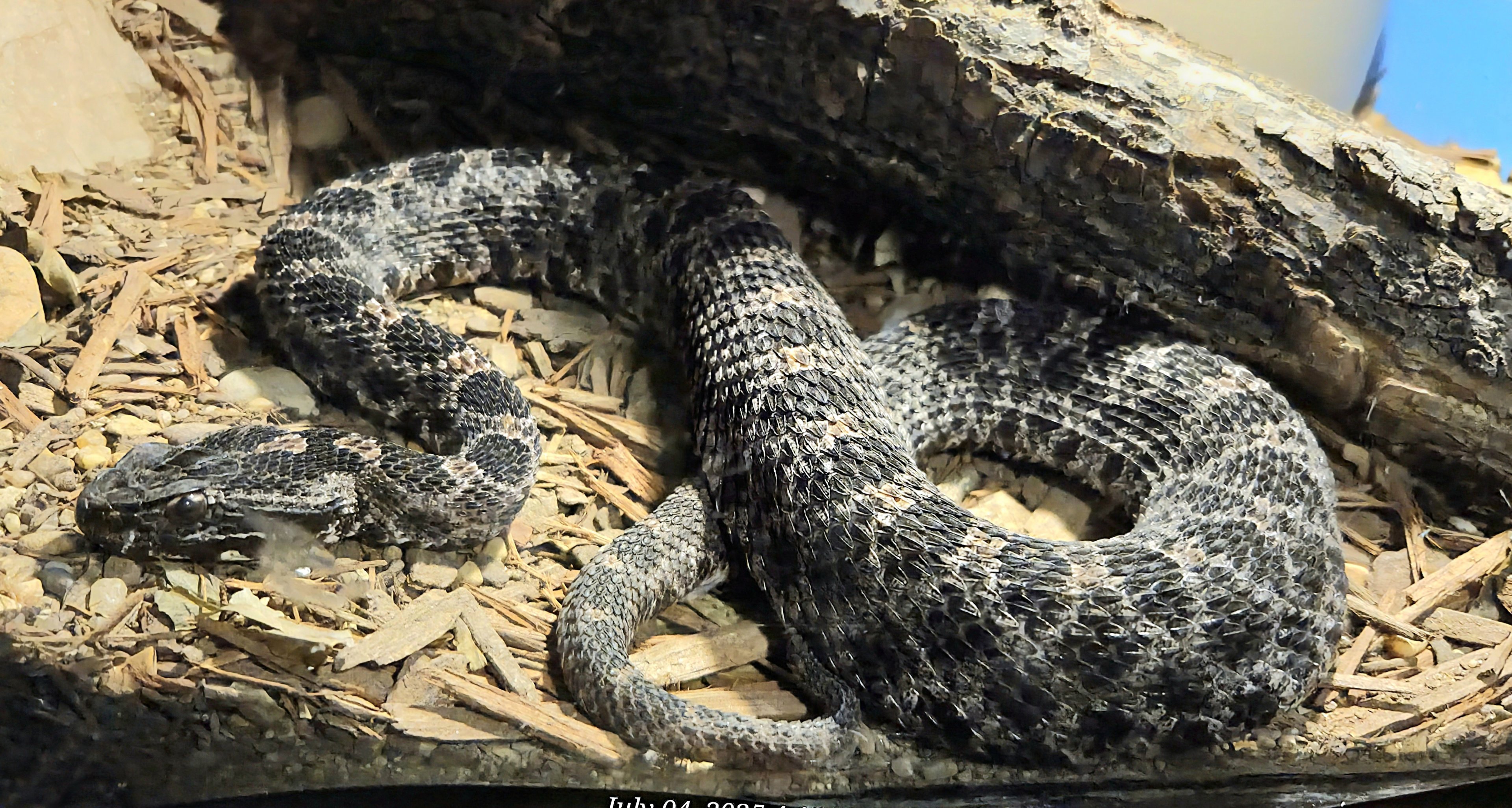 Dusky Pygmy Rattlesnake - Reptile Gardens