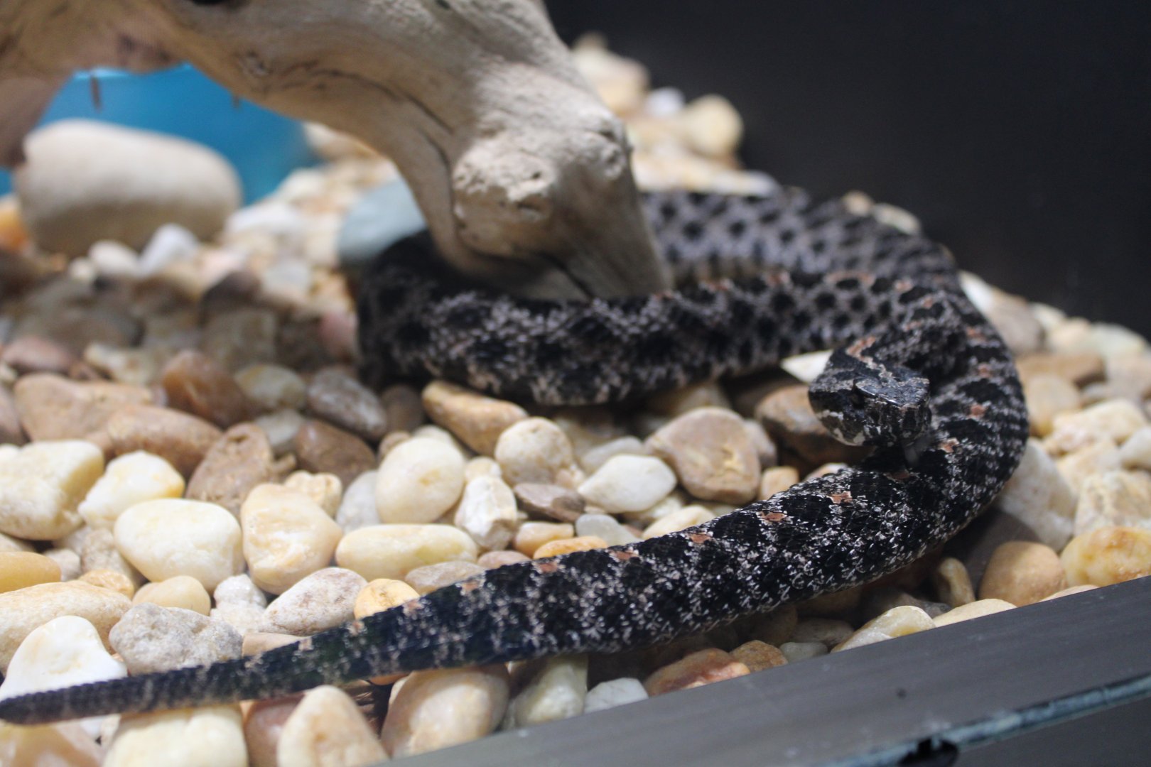 Dusky Pygmy Rattlesnake (S. m. barbouri)