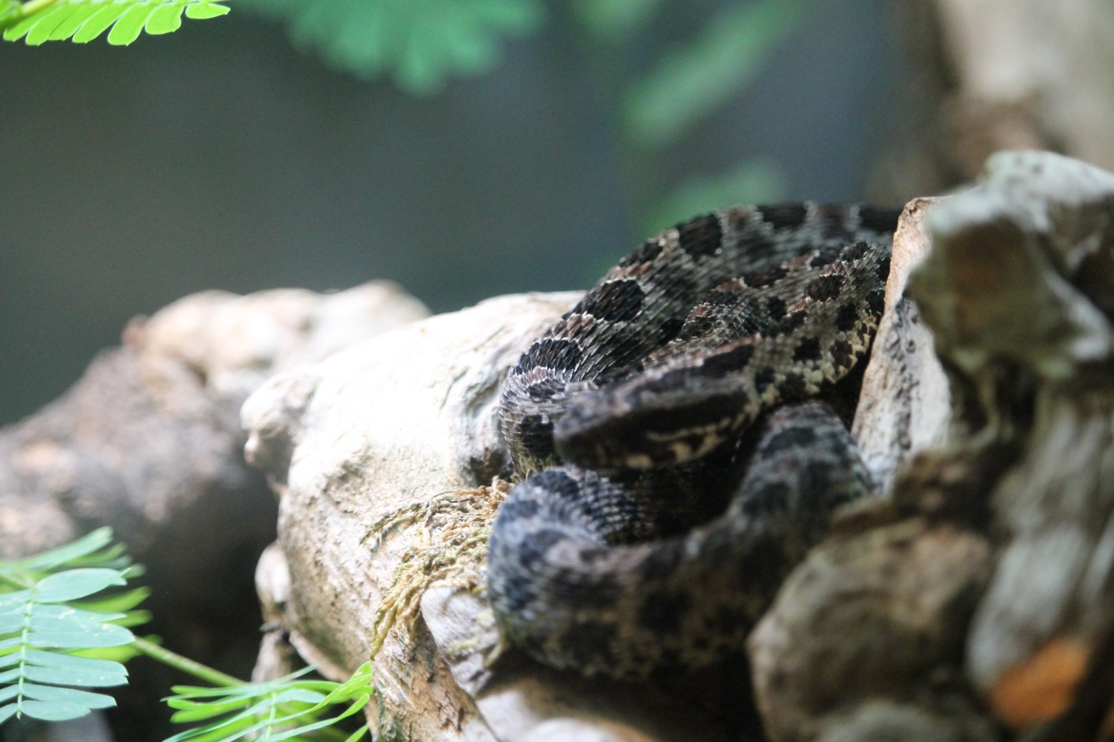 Dusky pygmy rattlesnake (Sistrurus miliarius barbouri)
