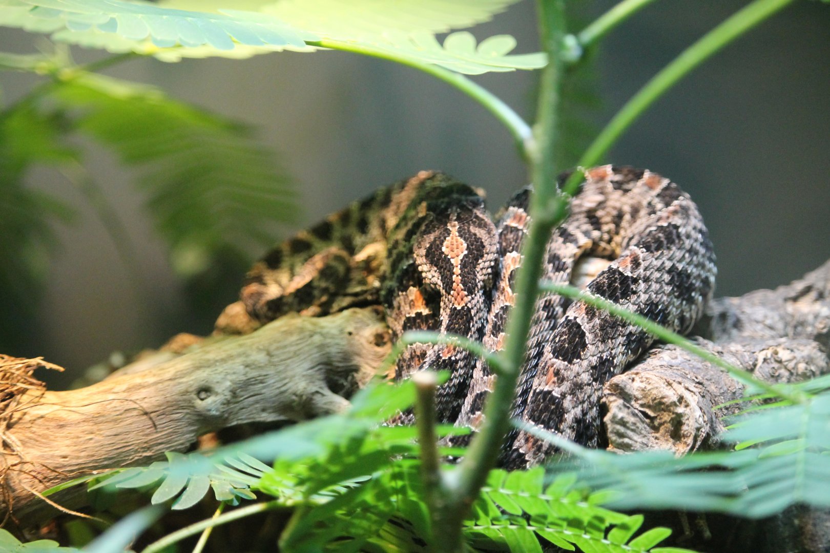 Dusky pygmy rattlesnake (Sistrurus miliarius barbouri)