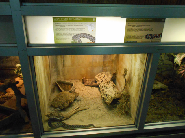 Dusky pygmy rattlesnake