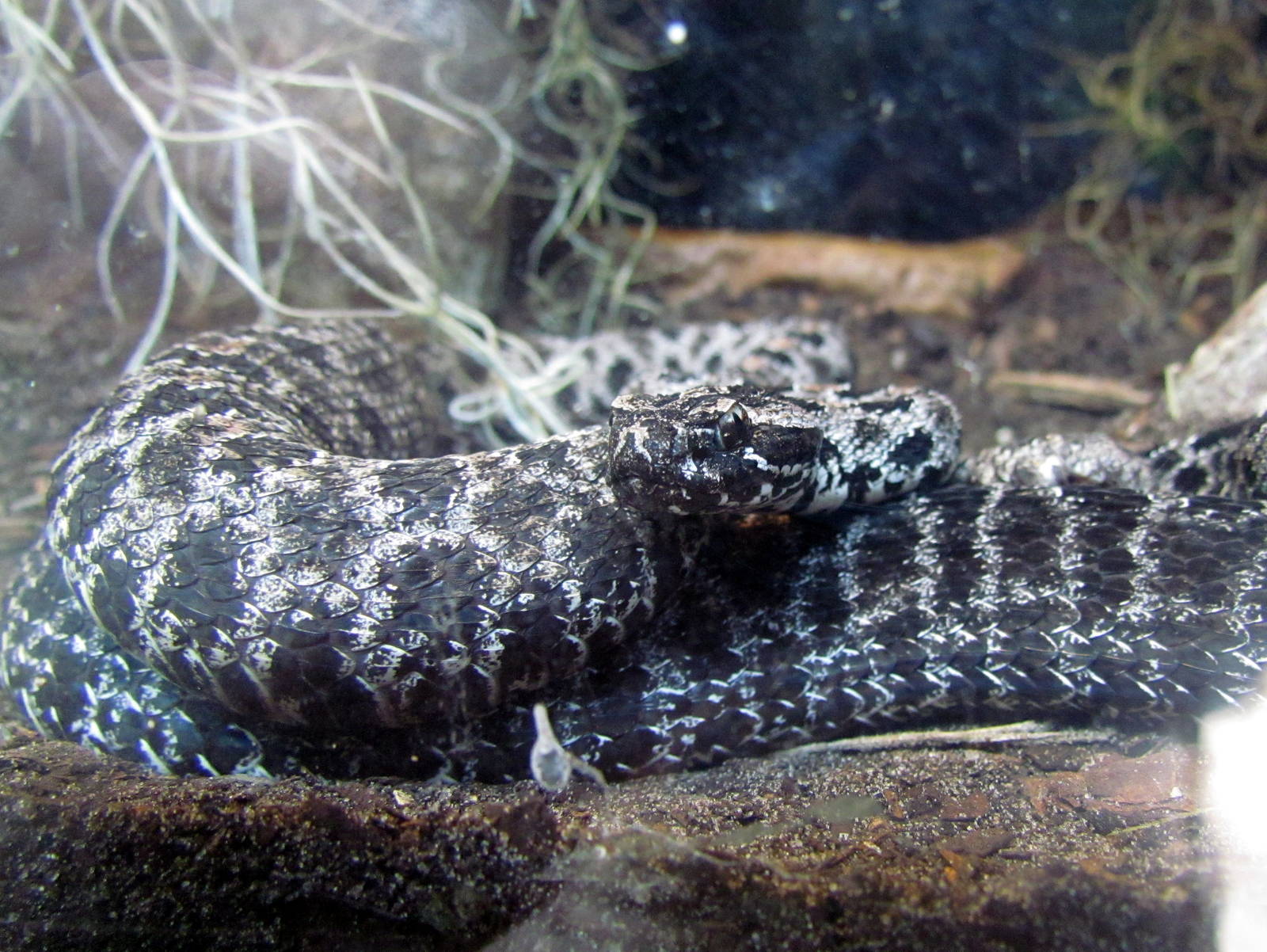 Dusky Pygmy Rattlesnake