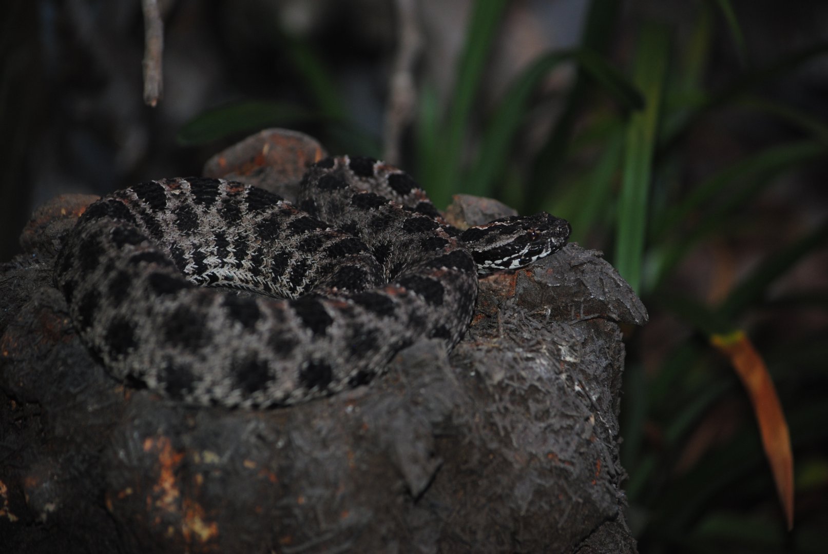 Dusky Pygmy Rattlesnake