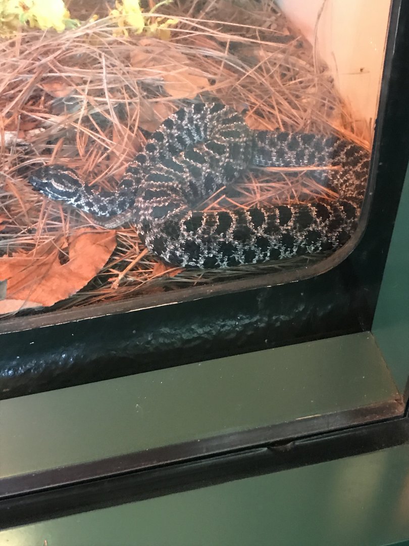 Dusky pygmy rattlesnake