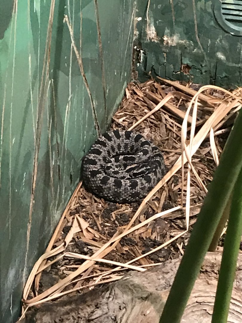 Dusky pygmy rattlesnake