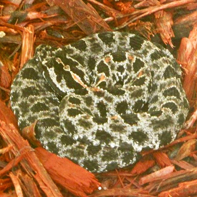 Dusky Pygmy Rattlesnake