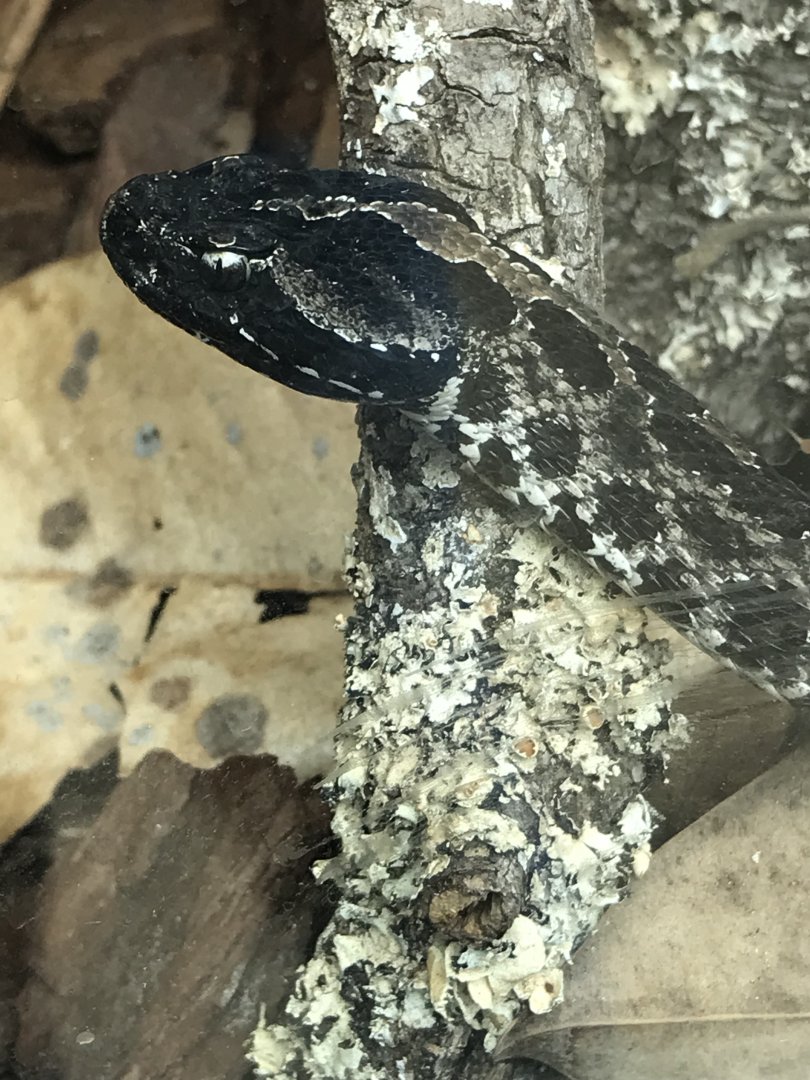 Dusky pygmy rattlesnake
