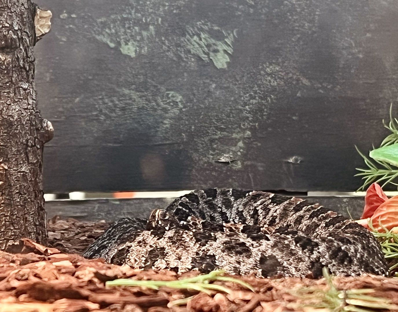 Dusky Pygmy Rattlesnake